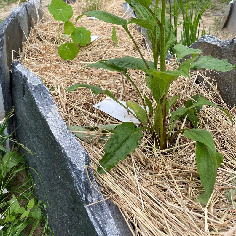 Regarder, peindre et (d)écrire la nature