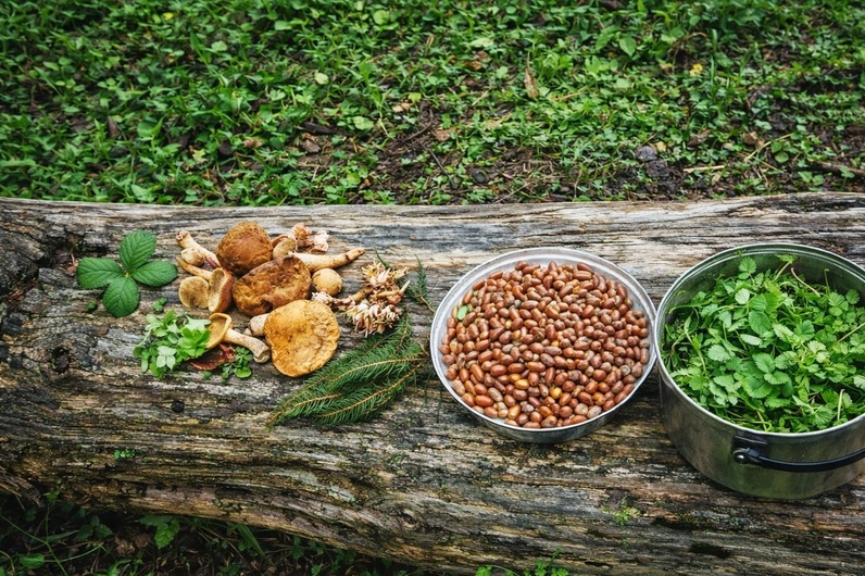 Introduction aux plantes sauvages de nos régions