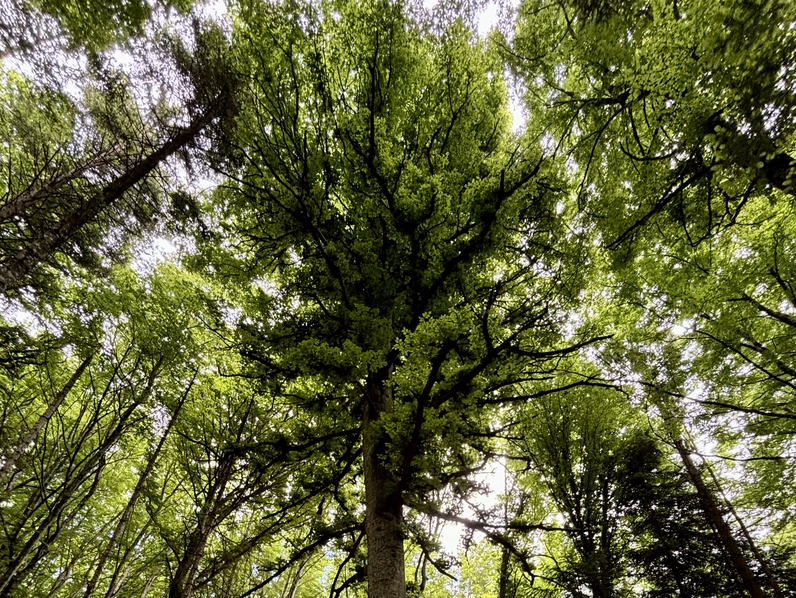 Voyage sensoriel en forêt avec les Rangers