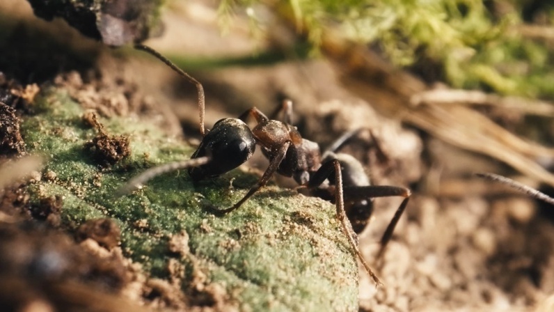 Projection du film "Le royaume des fourmis"