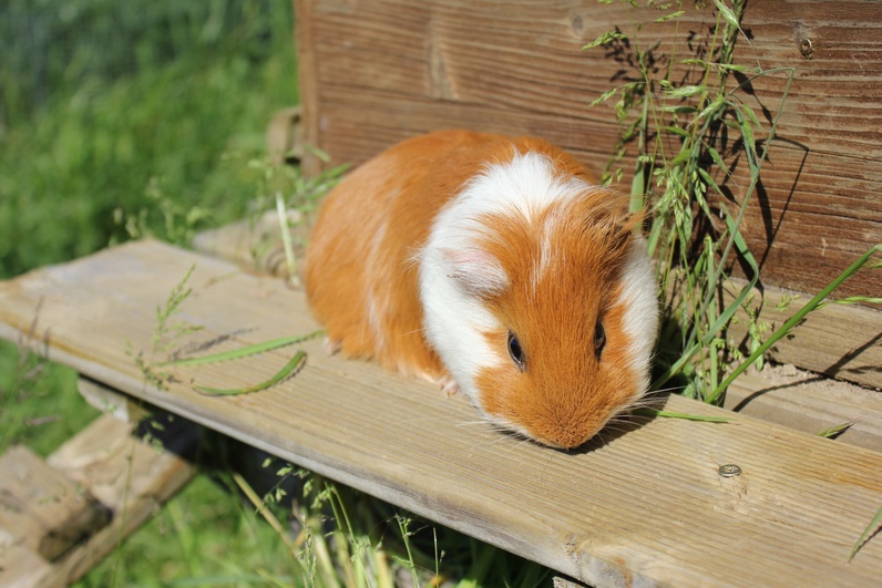 Portes ouverts de la micro-ferme urbaine et des petits animaux du Parc Paudex