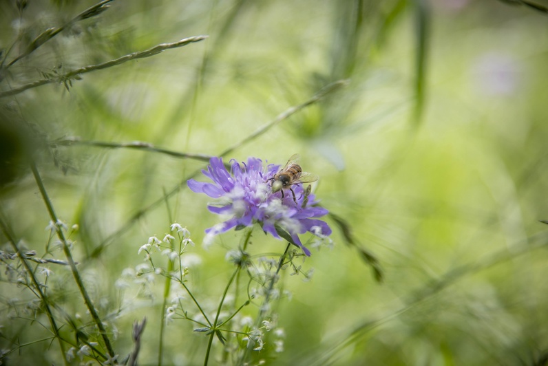Balade nature en ville à vélo