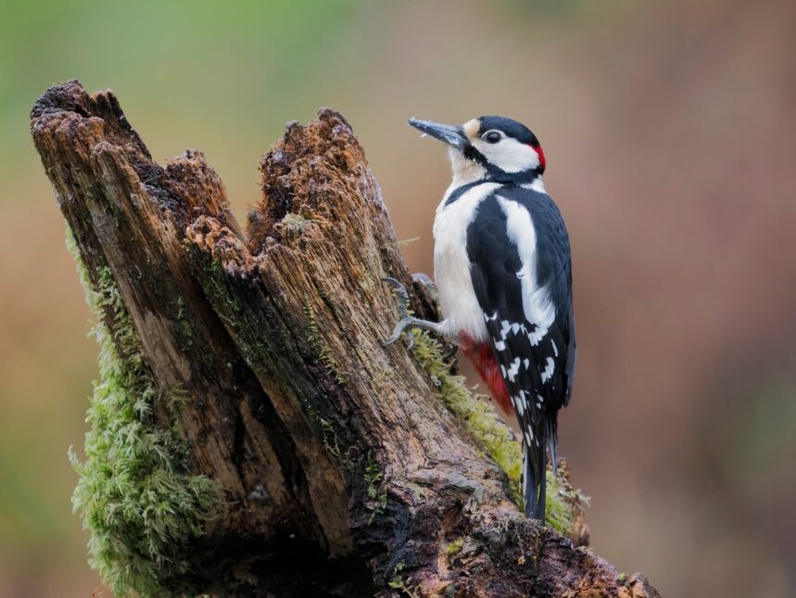 Les chants d'oiseaux
