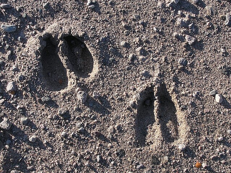 Sur les traces des animaux