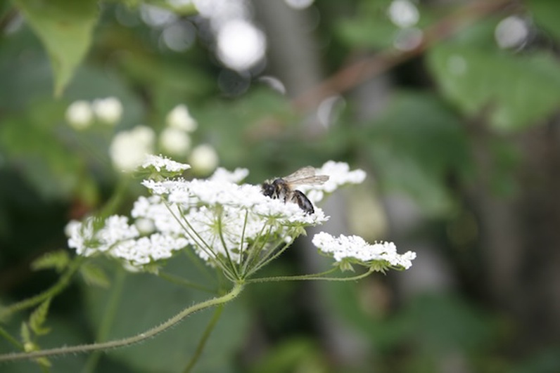 Le monde en minuscule : découvrez les abeilles et leur logis