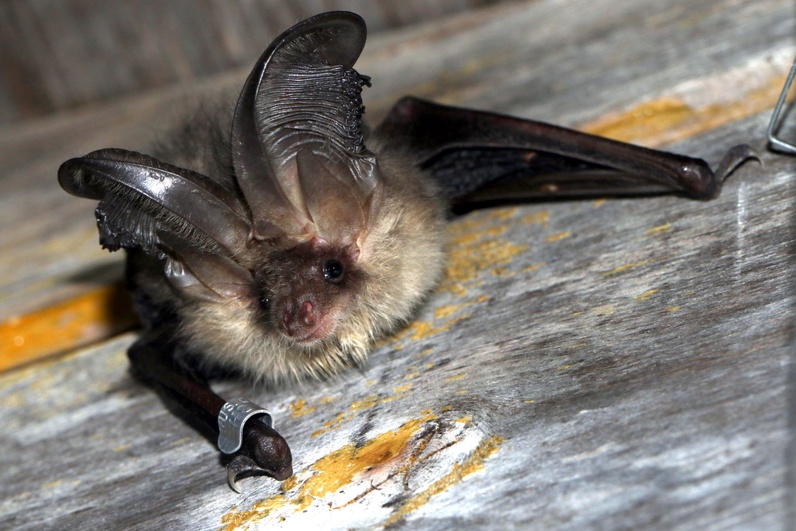 A la découverte des chauves-souris