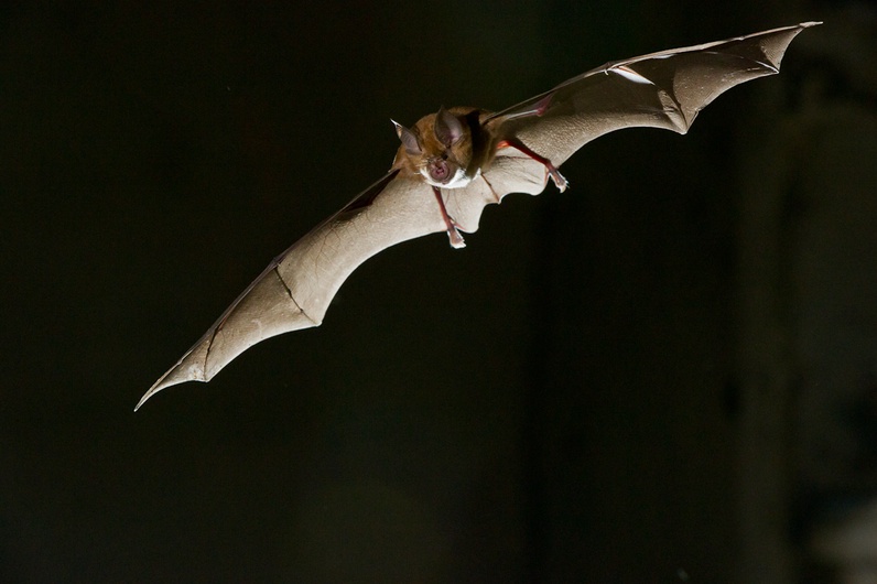 A la découverte des chauve-souris