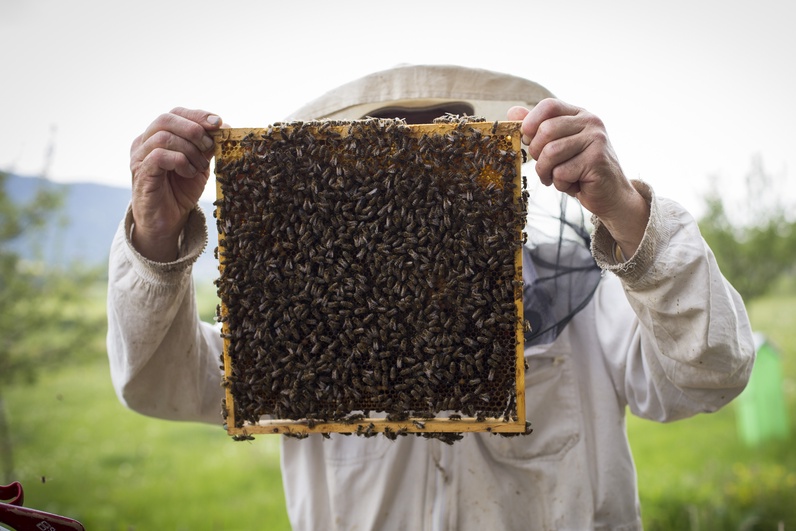 Bzzz bzzz bzzz... les abeilles !