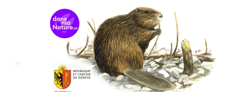 A la découverte du vallon des rossignols et des castors, avec les nouvelles balades rivières du canton de Genève!
