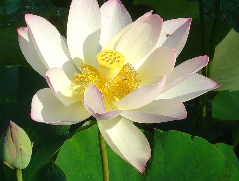 Visite commentée de l'exposition Mimêsis