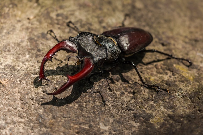 Sortie crépusculaire à la découverte du lucane cerf-volant