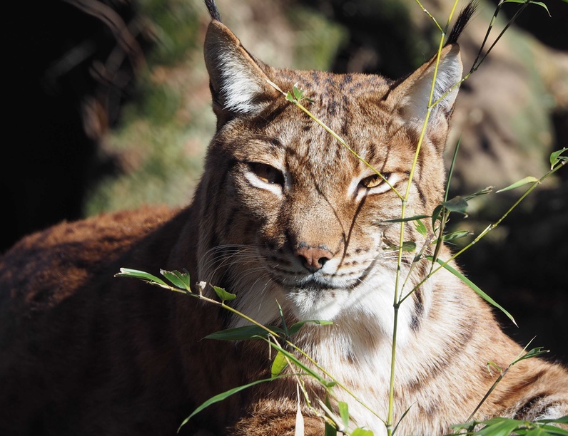 Découvrez la faune du Bioparc Genève !