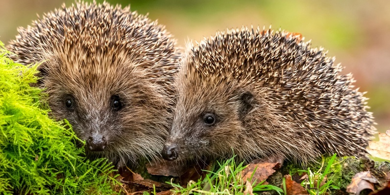 Sur les traces du hérisson