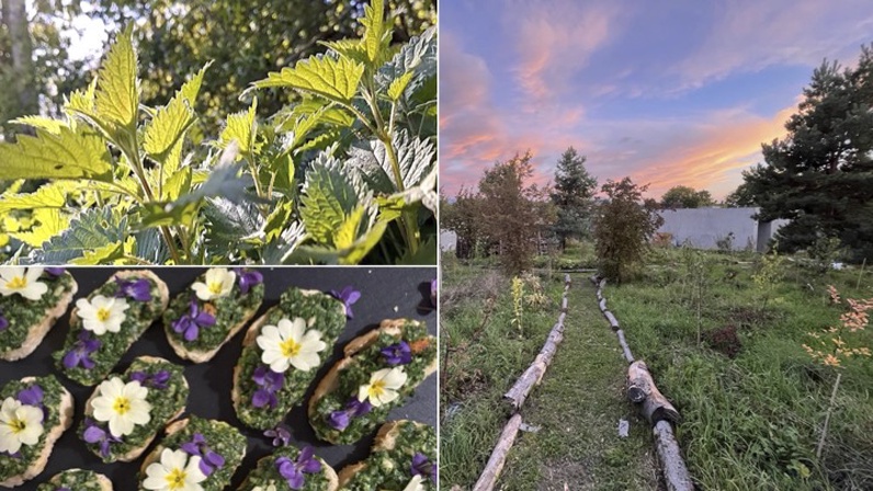 Les plantes sauvages comestibles au Jardin-Forêt et dans les sous-bois