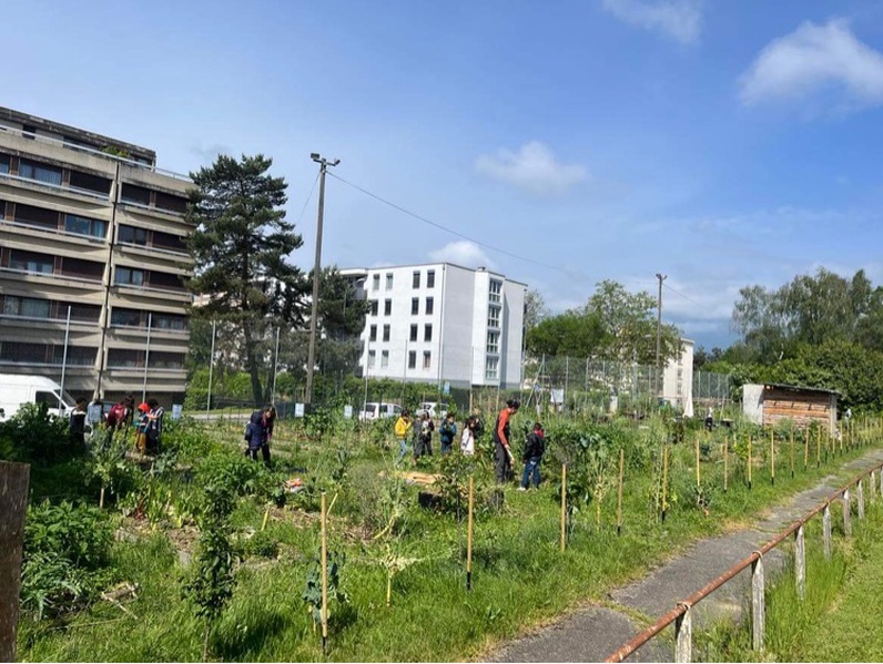 Sous chaque pelouse, sommeille un potager!