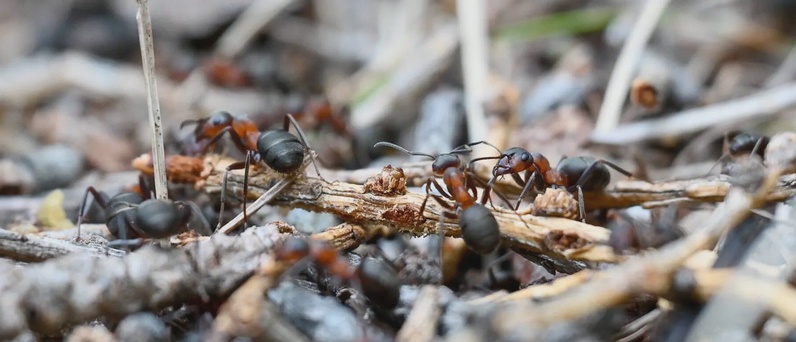 Foumis des bois, fourmis des champs