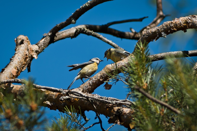 Chemin aux trésors - Les gardien·ne·s des arbres et des oiseaux