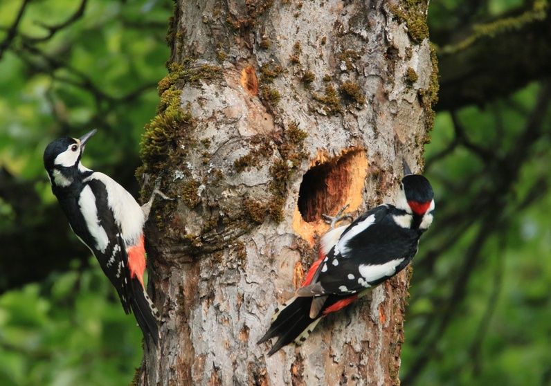 Voir, observer, PHOTOGRAPHIER..et plus. Initiation à l’observation en milieu naturel
