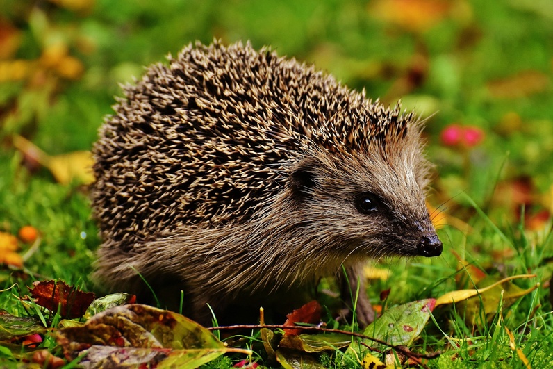 Sur les traces du hérisson