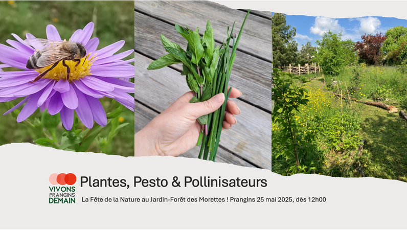 Plantes, Pesto & Pollinisateurs : La Fête de la Nature au Jardin Forêt des Morettes