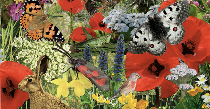 Initiation à la botanique