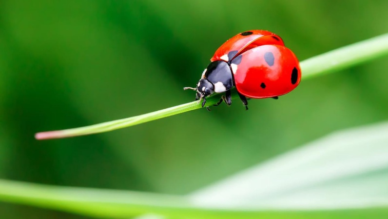 La nature: pour l'aimer, commençons par la regarder!
