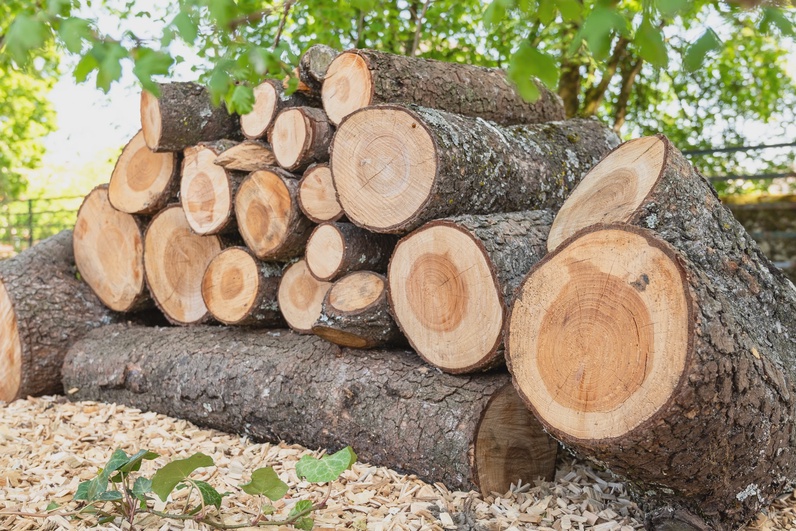 Balade dans Rolle «La biodiversité sous nos yeux»