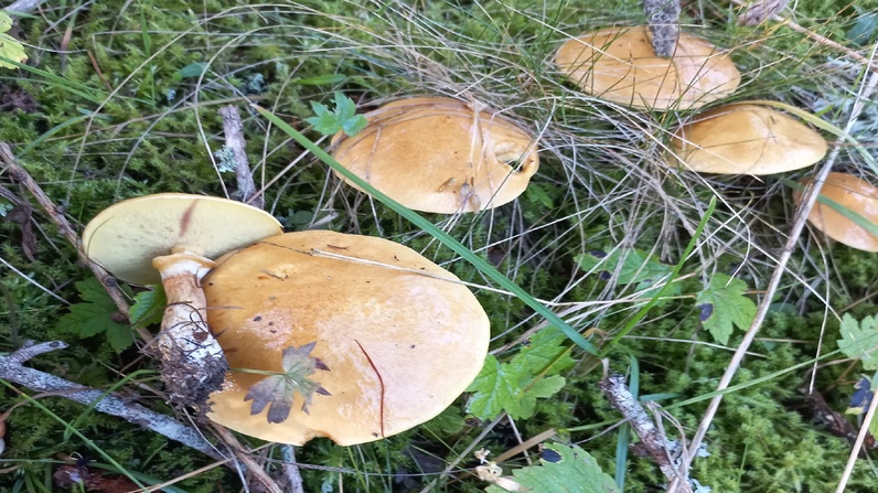 Découvrir la beauté des champignons