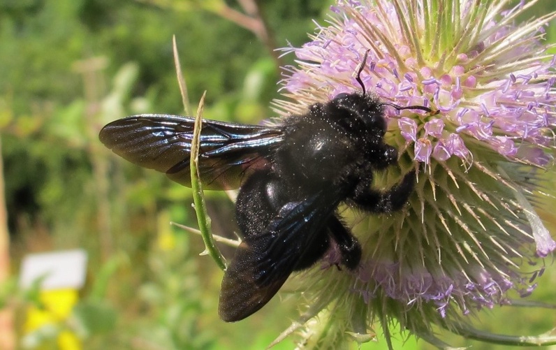 Journée mondiale des abeilles et des pollinisateurs