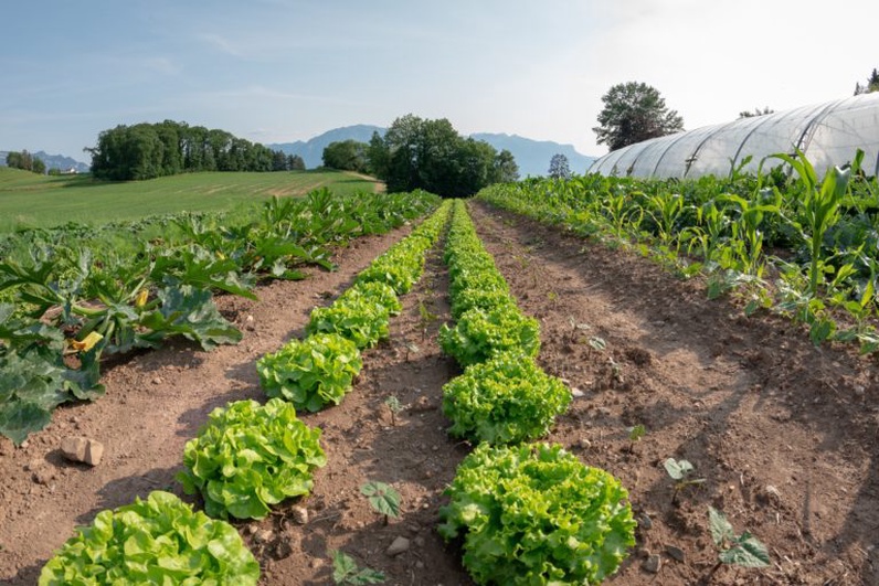 Safari à la loupe – la biodiversité en miniature
