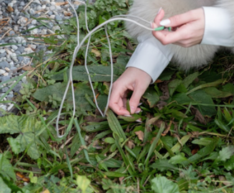 A la rencontre des signaux électriques des plantes