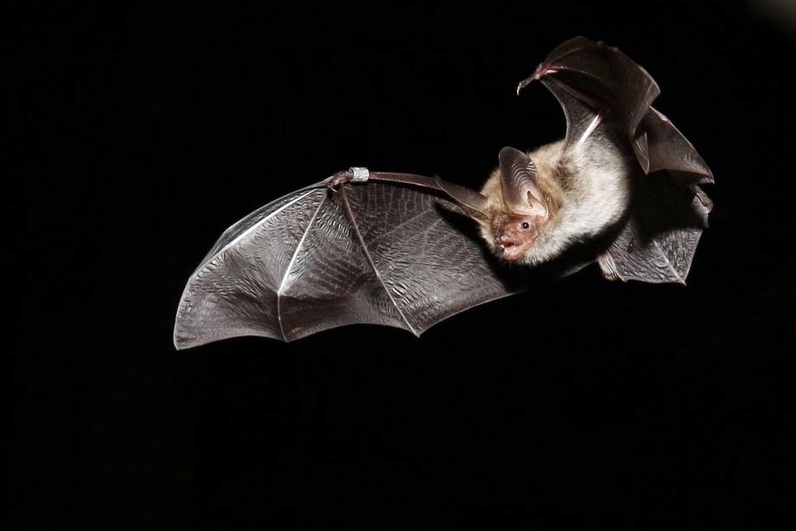 Balade acoustique à la découverte des chauve-souris