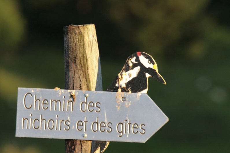 Le Tschaïbez au son des oiseaux