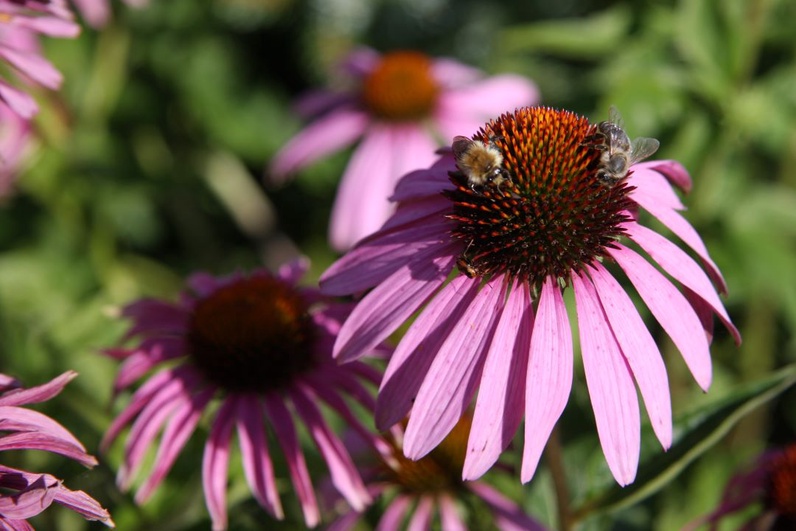 Créez votre jardin "Oiseaux" ! Invitez la nature chez vous !