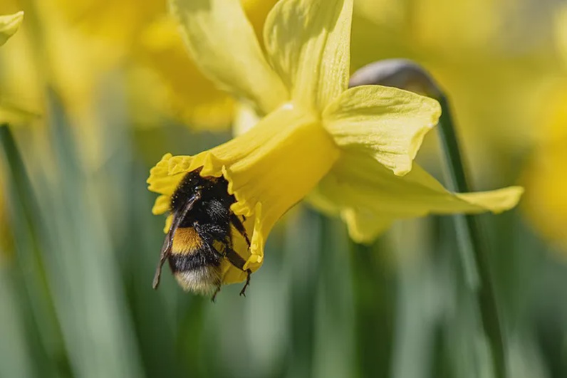 Les plantes menacées du canton de Genève: découvrez leur massif au jardin des rocailles