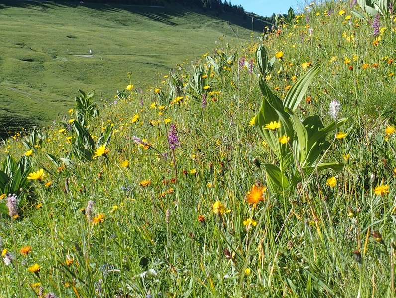 Découverte des plantes médicinales du Chasseral