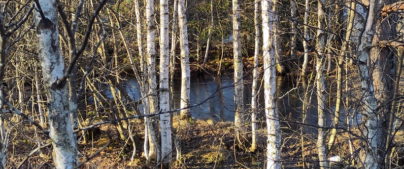 Le réveil de la Tourbière