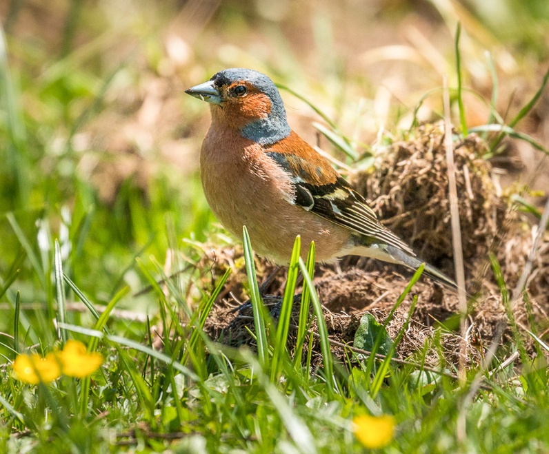 A l'écoute des oiseaux