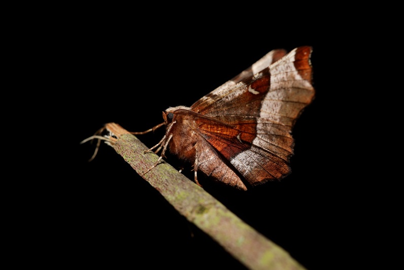 Éclairage sur les papillons de nuit