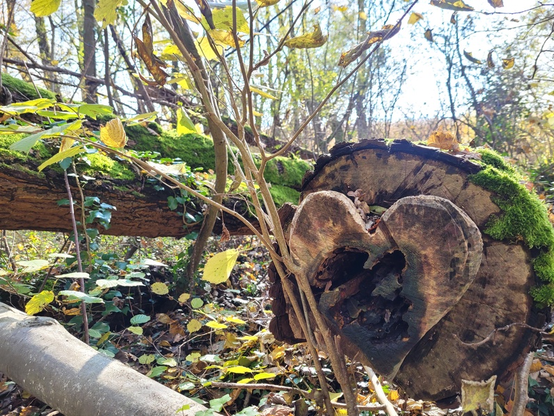 Sur les traces des Celtes — une balade arborée au fil du lac