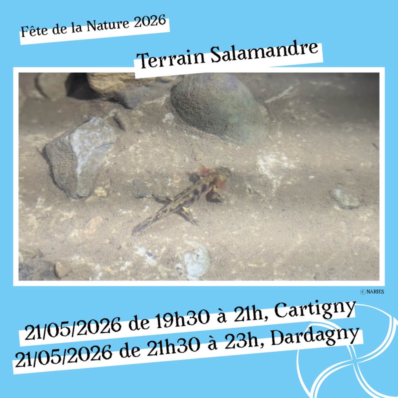 Sur le terrain avec NARIES - Salamandres à Cartigny