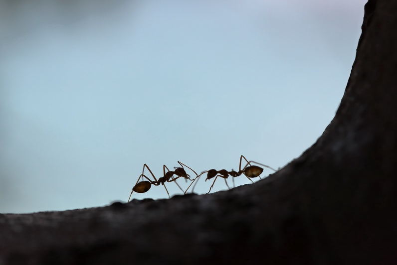 Des fourmis et des hommes