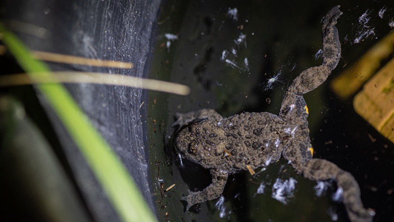 Bombina variegata