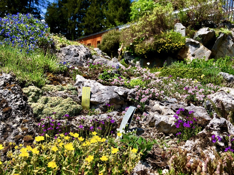 Visite guidée du Jardin botanique Flore-Alpe