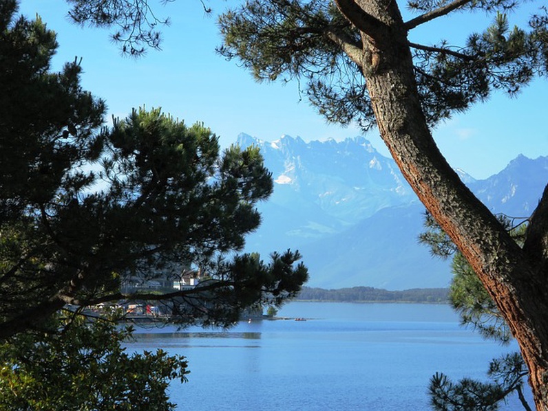 Visite guidée à la découverte des arbres remarquables du bord du lac